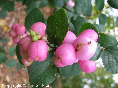 Hollanninlumimarja, doorenbos sn�b�r, Symphoricarpos Doorenbos-Ryhm� 'Amethyst'